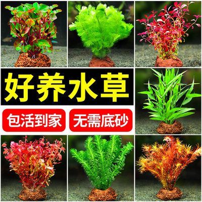 蘇虎魚(yú)缸水草選擇指南，如何選擇適合蘇虎魚(yú)缸且易于養(yǎng)護(hù)的水草