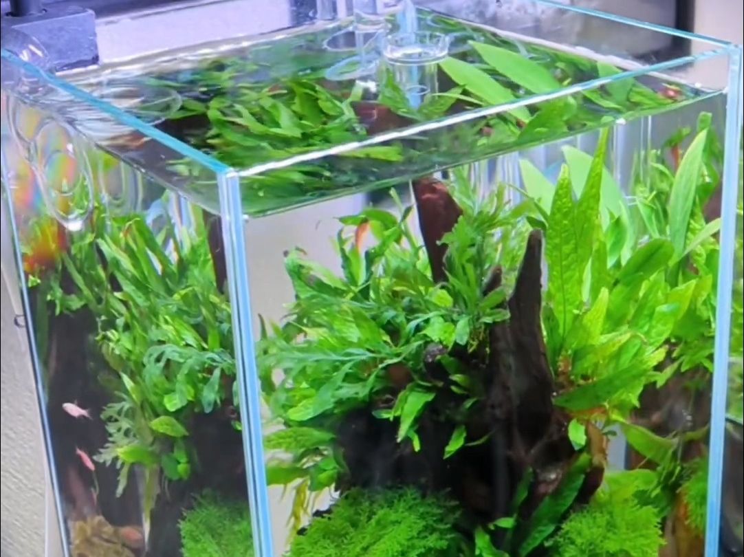 虎魚缸內水草選擇指南，康的居住環境選擇指南