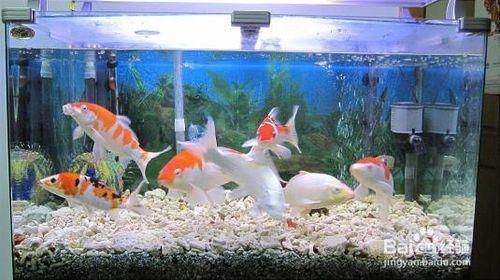 魚缸過濾器哪種最好最實用泡沫箱做魚缸沉降池，底缸過濾器如何維護？