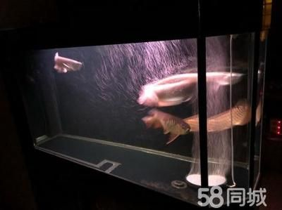 金龍魚游在魚缸底部，金龍魚在魚缸底部游動，金龍魚游在魚缸底部可能由多種原因引起