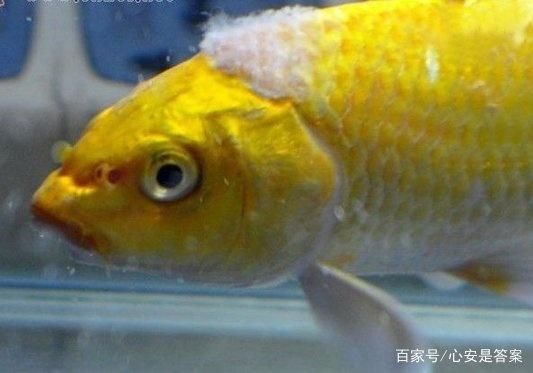 紅龍魚壽命能活多少年呢