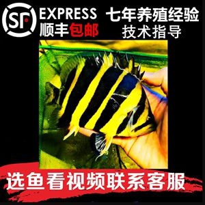 三紋虎魚養殖常見疾病預防，三紋虎魚常見疾病及其預防方法