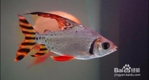 重慶飛龍魚的做法：探秘重慶飛龍魚，靈動水韻間的奇妙生靈