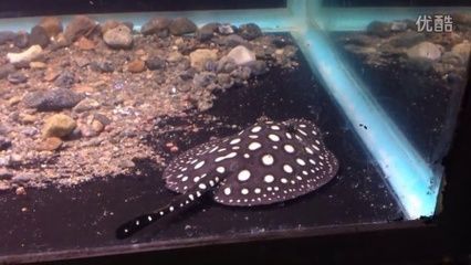 皇冠魟魚小時候灰盤：皇冠魟魚是一種具有高觀賞性的淡水性的淡水魟魚品種