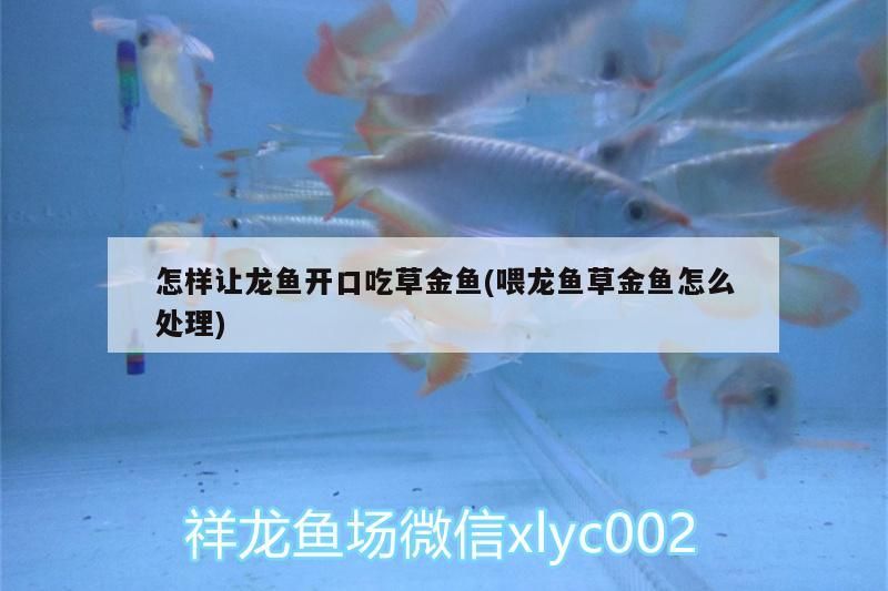 怎樣讓龍魚開口吃草金魚(喂龍魚草金魚怎么處理) 魟魚百科 第2張 怎樣讓龍魚開口吃草金魚(喂龍魚草金魚怎么處理) 怎樣讓龍魚開口吃草金魚(喂龍魚草金魚怎么處理) 魟魚百科 第2張