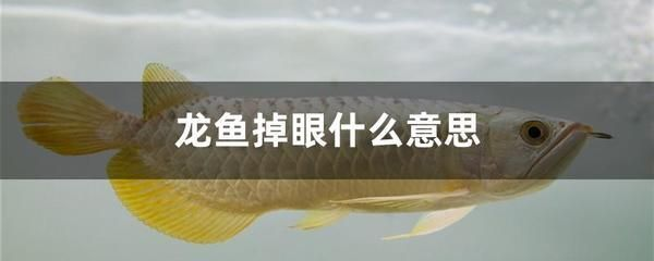 龍魚吃不吃死魚