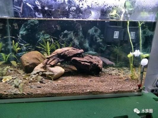 雷龍魚魚缸造景