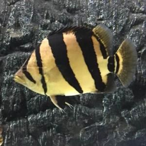 印尼四紋虎魚繁殖成功率，印尼四紋虎魚的繁殖成功率受到多種因素影響 印尼四紋虎魚繁殖成功率，印尼四紋虎魚的繁殖成功率受到多種因素影響 虎魚百科 第1張