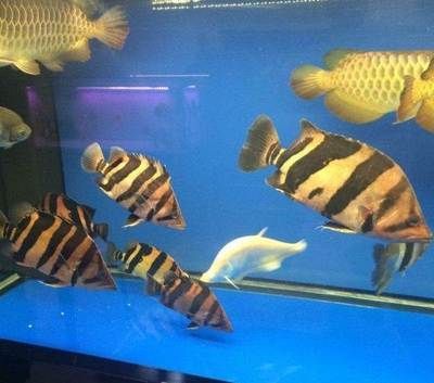 四紋虎魚品相鑒別技巧，四紋虎魚品相鑒賞要點