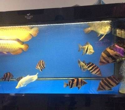 四紋虎魚品相鑒別技巧，四紋虎魚品相鑒賞要點