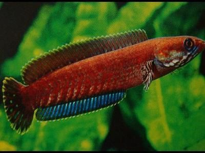 四紋虎魚品相鑒別技巧，四紋虎魚品相鑒賞要點