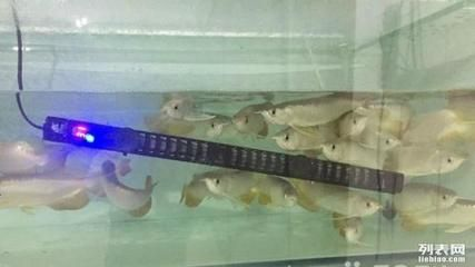 龍魚在哪里買便宜點，廣州花地灣龍魚市場地址龍巔商城龍魚品種介紹