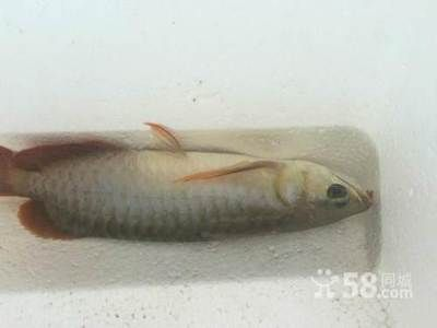龍魚在哪里買便宜點，廣州花地灣龍魚市場地址龍巔商城龍魚品種介紹