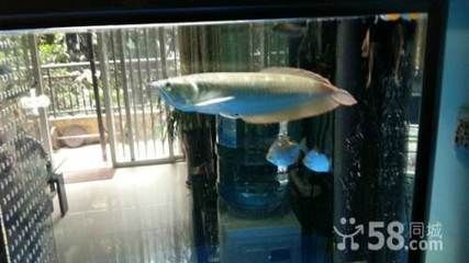 龍魚在哪里買便宜點，廣州花地灣龍魚市場地址龍巔商城龍魚品種介紹
