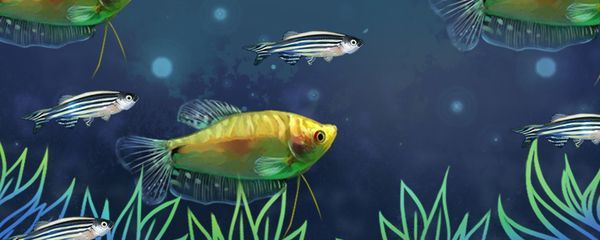 龍魚缸能養清道夫嗎，關于龍魚缸是否能養清道夫的問題