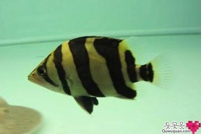 印尼三紋虎魚水質管理方法，印尼三紋虎魚水質管理方法：印尼三紋虎魚水質管理方法 印尼三紋虎魚水質管理方法，印尼三紋虎魚水質管理方法：印尼三紋虎魚水質管理方法 虎魚百科 第3張
