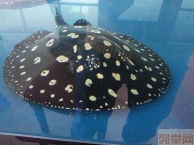 魟魚分幾種血統類型：魟魚的主要血統類型及其特點