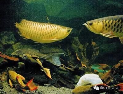 魟魚吃什么最好養活：魟魚的飼養成功與否很大程度上取決于飼養者的知識和經驗