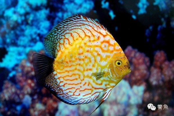 朱巴利魚與七彩神仙魚混養(yǎng)效果，朱巴利魚與七彩神仙魚混養(yǎng)效果如何