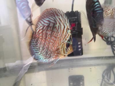 朱巴利魚與七彩神仙魚混養(yǎng)效果，朱巴利魚與七彩神仙魚混養(yǎng)效果如何