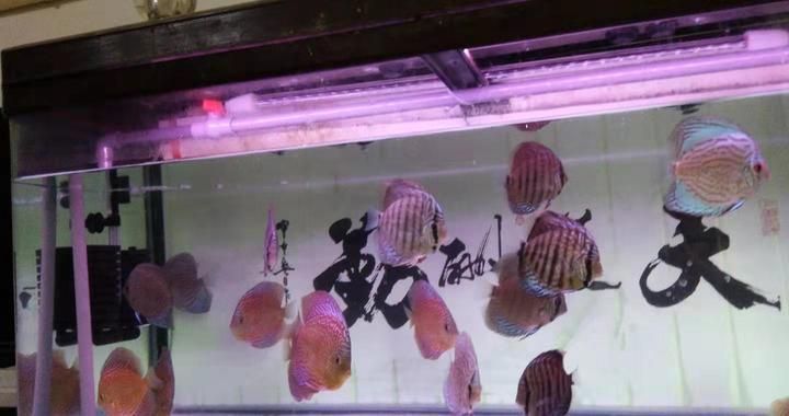 朱巴利魚與七彩神仙魚混養(yǎng)效果，朱巴利魚與七彩神仙魚混養(yǎng)效果如何