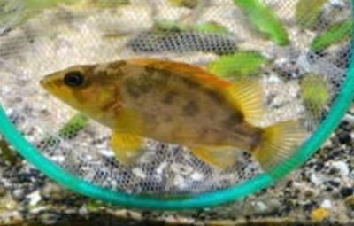 泰國虎魚水質過濾系統的選型，泰國虎魚水質過濾系統價格對比