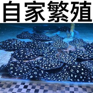 黑帝魟魚價格：黑帝魟魚價格區間大致在6000-8000元一對