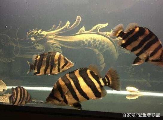 泰國虎魚消化不良癥狀，泰國虎魚消化不良的一些常見癥狀