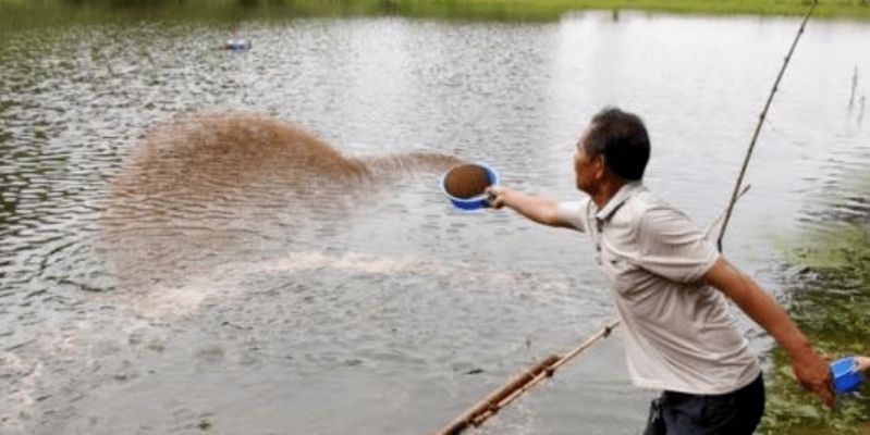如何減少虎魚應激反應，減少虎魚應激反應的方法