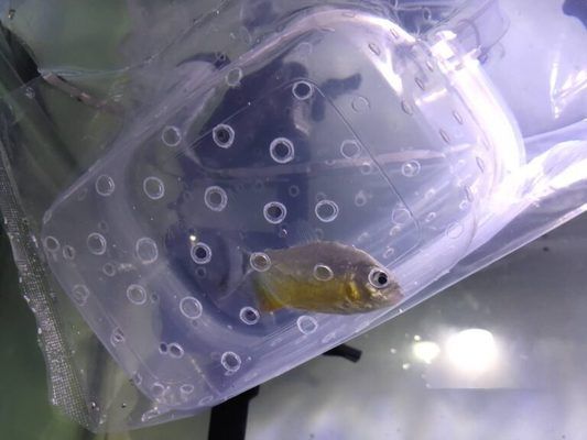 如何減少虎魚應激反應，減少虎魚應激反應的方法