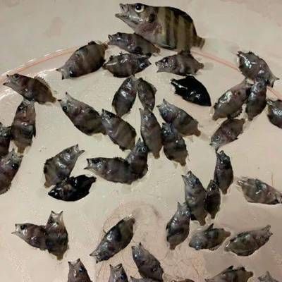 如何減少虎魚應激反應，減少虎魚應激反應的方法