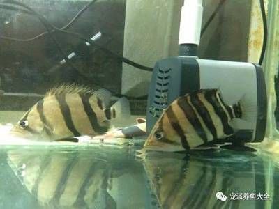 如何減少虎魚應激反應，減少虎魚應激反應的方法