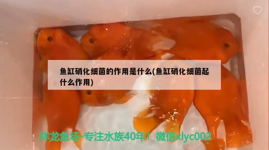 魚缸里養(yǎng)幾條黑色的魚好（魚缸里面養(yǎng)幾條黑魚吉利）