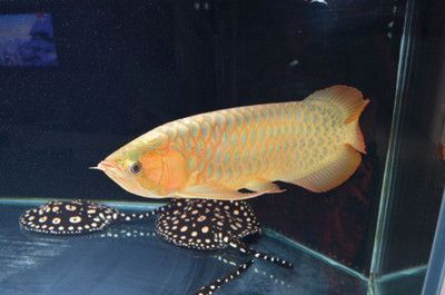 龍魚魚缸最佳尺寸是多少厘米，龍魚魚缸尺寸選擇
