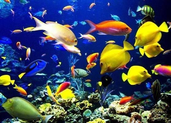 混養魚類選擇指南，混養時水質管理技巧，攻擊性魚類混養注意事項 混養魚類選擇指南，混養時水質管理技巧，攻擊性魚類混養注意事項 虎魚百科 第2張