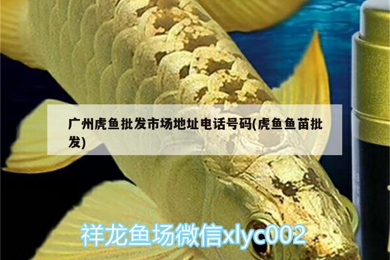 廣州虎魚批發市場地址電話號碼(虎魚魚苗批發)