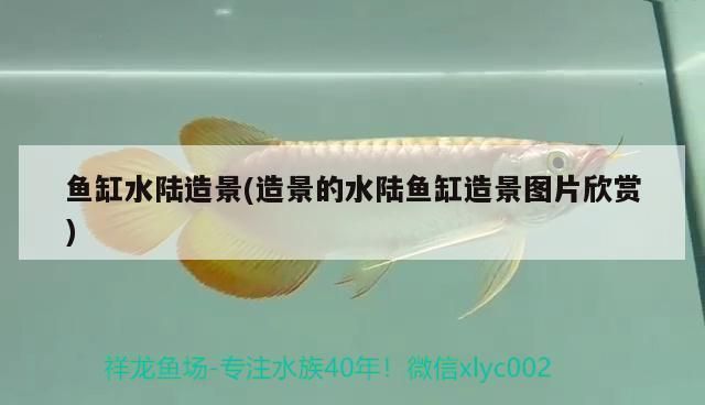 四紋虎魚缸布局設計案例，四紋虎魚缸布局設計案例展示
