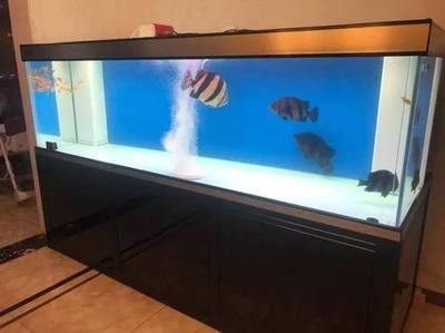 四紋虎魚缸布局設計案例，四紋虎魚缸布局設計案例展示