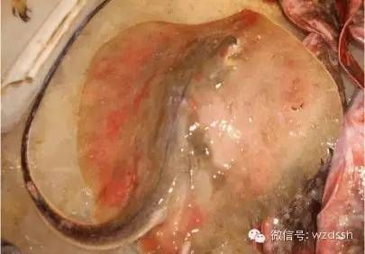 魟魚(yú)腸胃炎加溫和換水能好嗎：魟魚(yú)腸胃炎加溫和換水能好嗎[需手動(dòng)填充]魚(yú)腸胃炎加溫和換水能好嗎