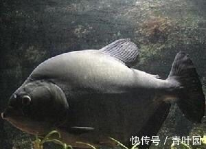 瑞龍魚缸產品介紹怎么寫，瑞龍魚缸產品介紹 瑞龍魚缸產品介紹怎么寫，瑞龍魚缸產品介紹 魚缸百科 第1張