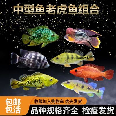紅老虎魚體色改善方法,紅寶石魚的顏色變紅的方法 虎魚百科 第2張 紅老虎魚體色改善方法,紅寶石魚的顏色變紅的方法 紅老虎魚體色改善方法,紅寶石魚的顏色變紅的方法 虎魚百科 第2張