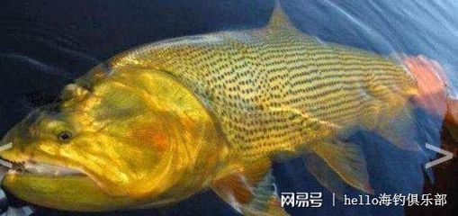 黃金河虎魚疾病預防措施，如何正確使用甲硝唑治療金魚，金魚疾病早期癥狀識別