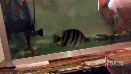 虎皮魚與三紋虎魚飼料差異，虎皮魚與三紋虎魚在飼養(yǎng)過程中對飼料的要求有所不同