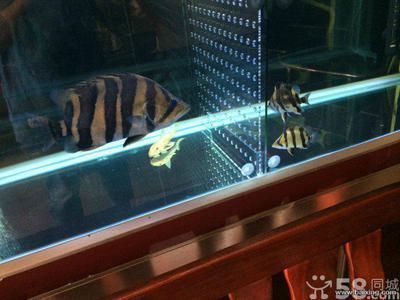 虎皮魚與三紋虎魚飼料差異，虎皮魚與三紋虎魚在飼養(yǎng)過程中對飼料的要求有所不同