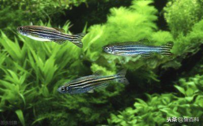 龍魚蒙眼是什么原因引起的呢：探秘龍魚蒙眼，成因解析與應(yīng)對之策