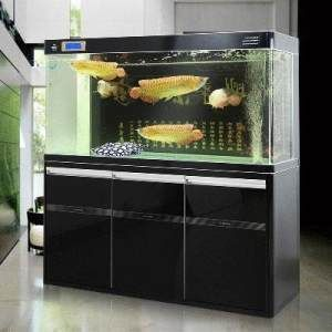 金龍魚(yú)魚(yú)缸底色搭配方法，金龍魚(yú)魚(yú)缸底色搭配方法和注意事項(xiàng)金龍魚(yú)魚(yú)缸裝飾品選擇指南