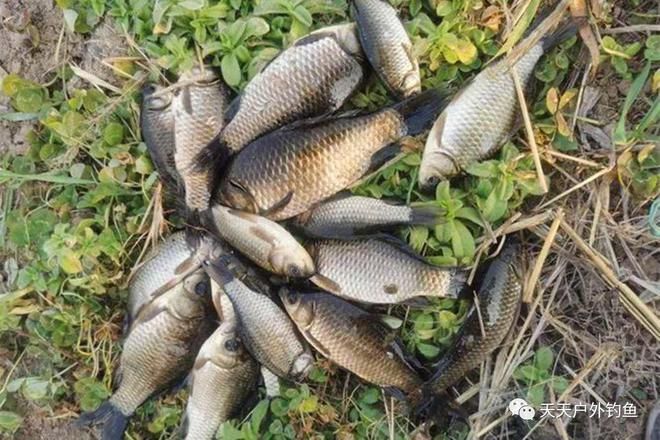 最貴龍魚什么品種最好養活的魚：探尋龍魚世界，最貴與易養品種大揭秘