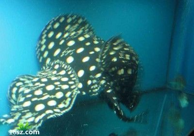 魟魚不動了怎么搶救:魟魚不動了怎么辦 魟魚百科 第1張 魟魚不動了怎么搶救:魟魚不動了怎么辦 魟魚不動了怎么搶救:魟魚不動了怎么辦 魟魚百科 第1張