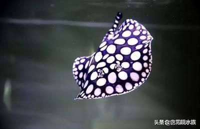 魟魚不動了怎么搶救：魟魚不動了怎么辦 魟魚不動了怎么搶救：魟魚不動了怎么辦 魟魚百科 第4張