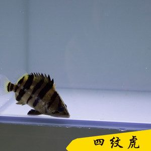 四紋虎混養空間規劃技巧，四紋虎混養水質管理要點